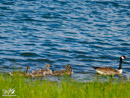 Canada Goose with Chicks - Gęś Kanadyjska z Pisklętami